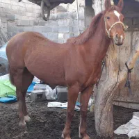 اسب|اسب و تجهیزات اسب‌سواری|ترکمانچای, |دیوار