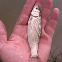 تقریبا ۱۰۰۰ تا۲۰۰۰ عدد ماهی آمور  جهت فروش دارم