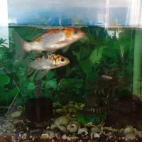 آکواریوم با تعدادی ماهی و همراه با وسایل