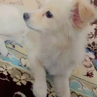 واگذاری رایگان