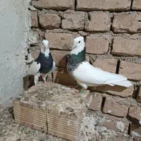 کبوتر طوقی هفت رنگ
