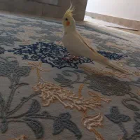 عروس هلندی