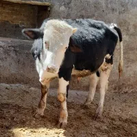 گوساله