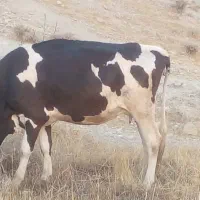 یک راس گاو