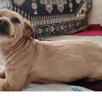 سگ ۲/۵ ساله( ماده ) نژاد شیتزو تریر/ مخصوص نسل کشی