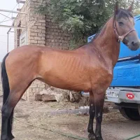 مادیون3سال|اسب و تجهیزات اسب‌سواری|قنوات, |دیوار