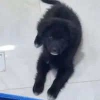 توله  پامر اشپیتز زیر قیمت