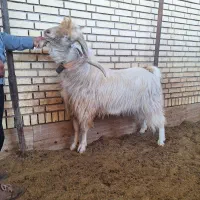 نر بز|حیوانات مزرعه|سامان, |دیوار