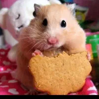 انواع نژاد همستر بندانگشتی کمپل سوری وسایل بازی|موش و خرگوش|اصفهان, غدیر|دیوار