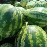 بانی برای هندوانه