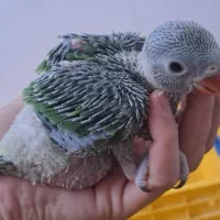 جوجه ملنگوسبزسرلاکی