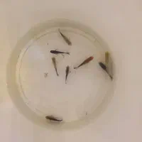 اکواریوم وماهی و لوازم معاوضه باپرنده|ماهی|علی‌آباد کتول, |دیوار