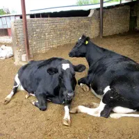 فروش گاوداری در روستای قراجلر