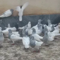 تعدادی کبوتر سالم و سرحال|پرنده|کشکسرای, |دیوار