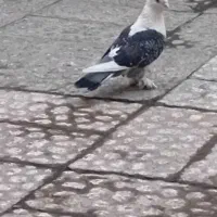 کبوتر نرو ماده تاووسی