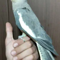 پرنده|پرنده|فولادشهر, A3|دیوار