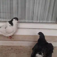 کفتر  صید پرشی کبوتر