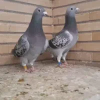 کفتر پلاکی|پرنده|سبزوار, ایزی شهر|دیوار