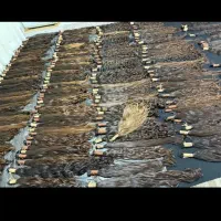 خرید موی طبیعی در شیروان