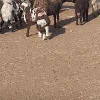 گوسفند میش زایده|حیوانات مزرعه|ششطراز, |دیوار