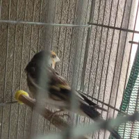 سهره قناری نر