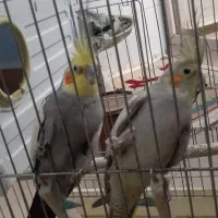 عروس هلندی