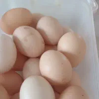 تخم مرغ محلی تازه