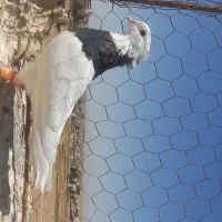 کفتر طوقی سیاه