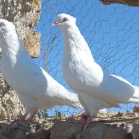 کبوتر پرشی اصیل کاشان|پرنده|کاشان, راوند|دیوار