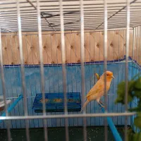 قناری نر دهن دار