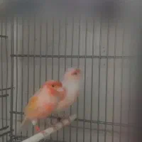 یک جفت قناری موزایکی|پرنده|محمدشهر, عباس آباد|دیوار