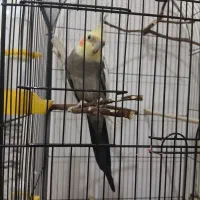 عروس نر سخنگو|پرنده|قم, ولیعصر|دیوار