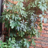 گل آپارتمانی ۱۵۰تومان