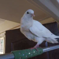 کبوتر سالم جوجه