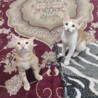 واگذاری گربه رایگان