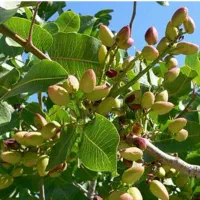 باغ پسته و آب شیرین