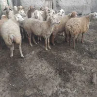 ۱۵راس گوسفند شیشک