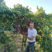 فروش ویژه نهال‌های مثمر و غیر مثمر|خدمات باغبانی و درختکاری|یزد, |دیوار