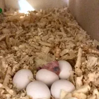 جفت مولد عروس هلندی با ۵جوجه|پرنده|تهران, ستارخان|دیوار