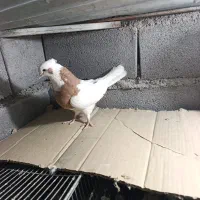 کبوتر طاووسی و طوقی|پرنده|شیراز, رکنآباد|دیوار