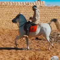 مادیون ترکی