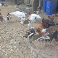 خروس رسمی درجه یک