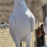 پتی واله پاکستانی تیدی