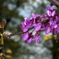 نهال ارغوان|گل و گیاه طبیعی|اصفهان, ارداجی|دیوار