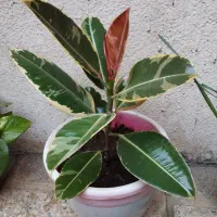 گل و گیاه|گل و گیاه طبیعی|رشت, تازه آباد|دیوار