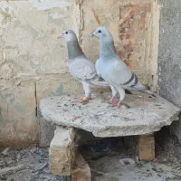 المانی با قفس|پرنده|مشهد, فاطمیه|دیوار