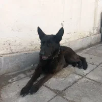 ژرمن ، بلک ، وورک