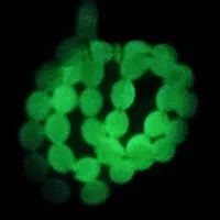 تسبیح شب نما .