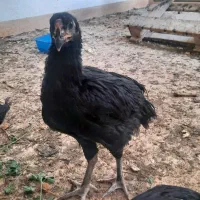 مرغ و خروس لاری|حیوانات مزرعه|اهرم, |دیوار