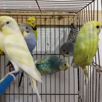 مرغ عشق ماده و نر جوجه و بالغ